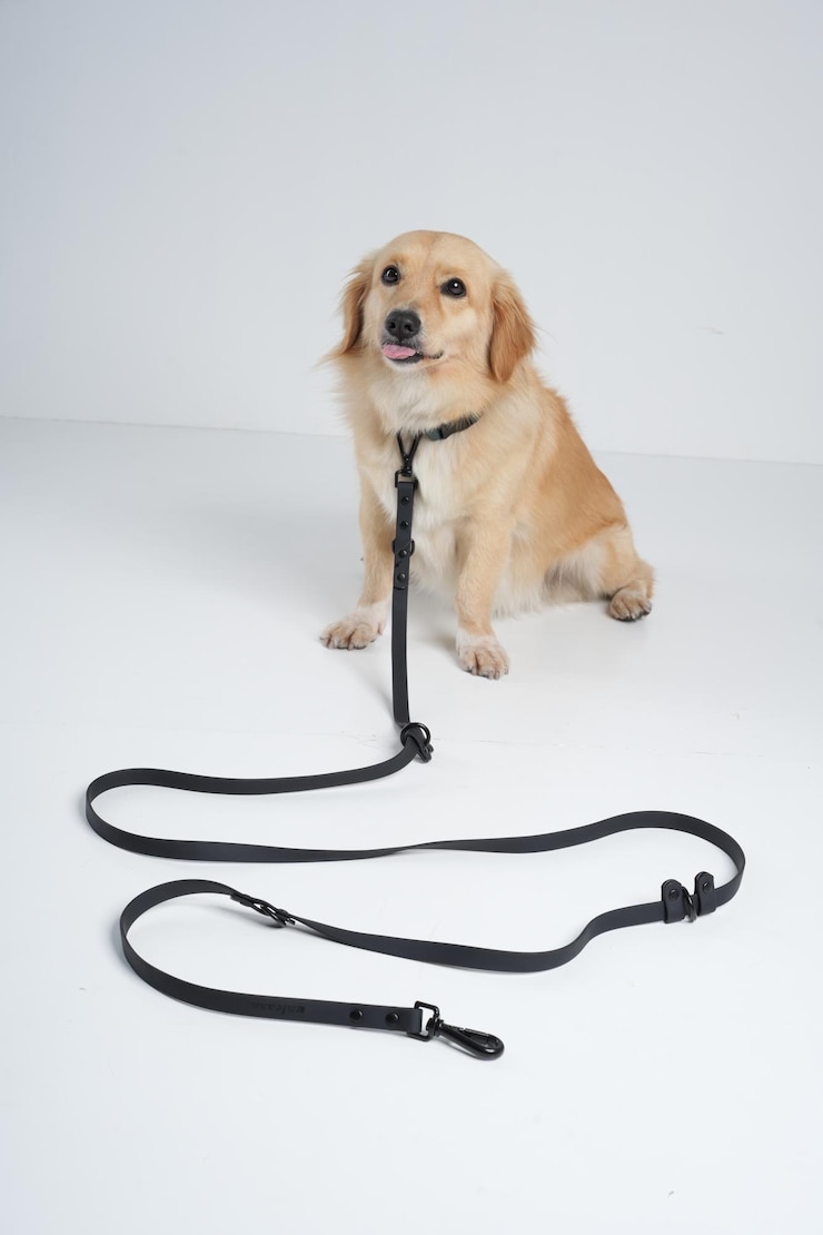 behind the scene dog photoshoot