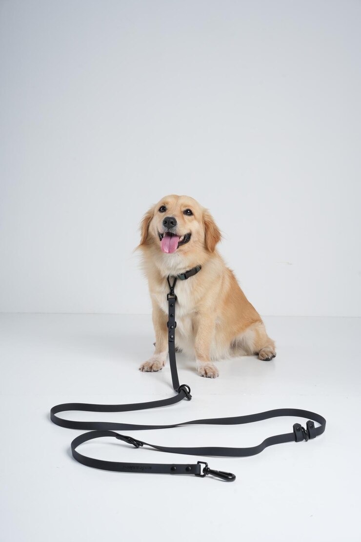 behind the scene dog photoshoot