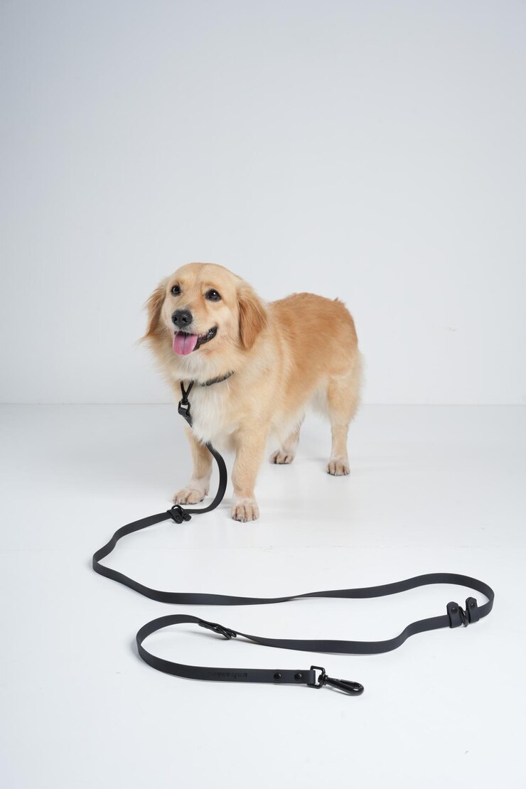 behind the scene dog photoshoot
