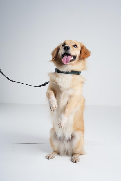 犬の写真撮影の舞台裏