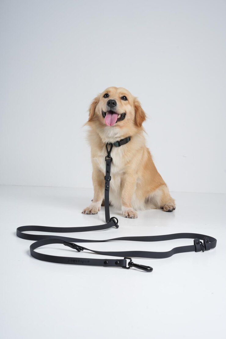 behind the scene dog photoshoot