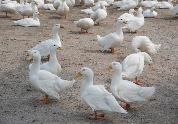 scene of duck rearing at the farm