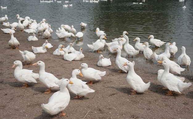 scene of duck rearing at the farm