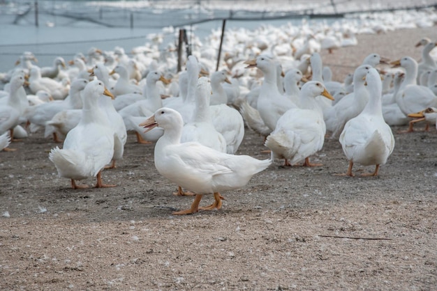 scene of duck rearing at the farm