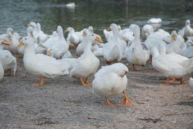 scene of duck rearing at the farm