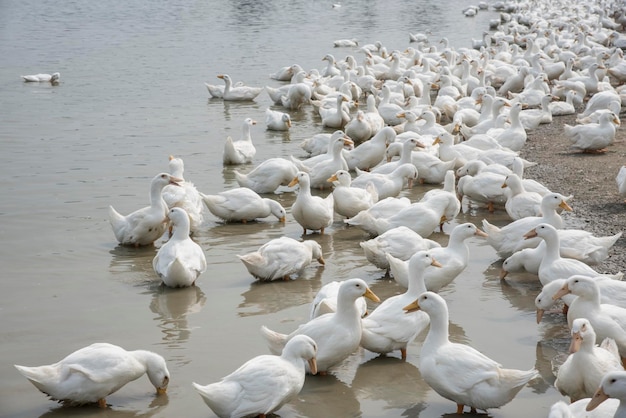 scene of duck rearing at the farm