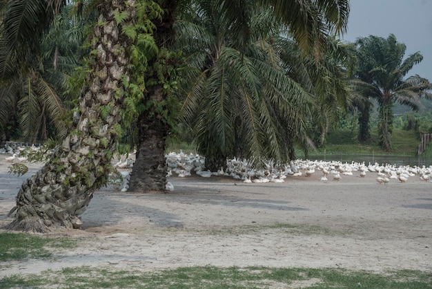 scene of duck rearing at the farm