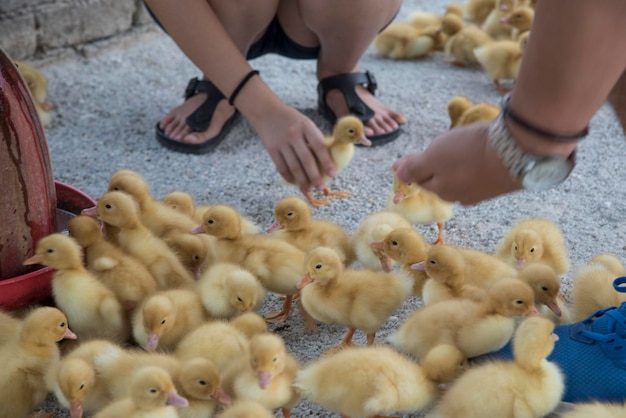 scene of duck rearing at the farm