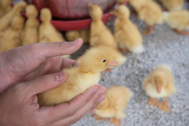 scene of duck rearing at the farm