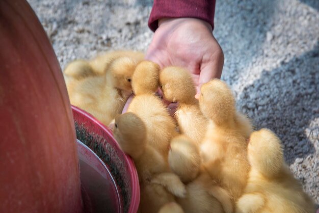 scene of duck rearing at the farm