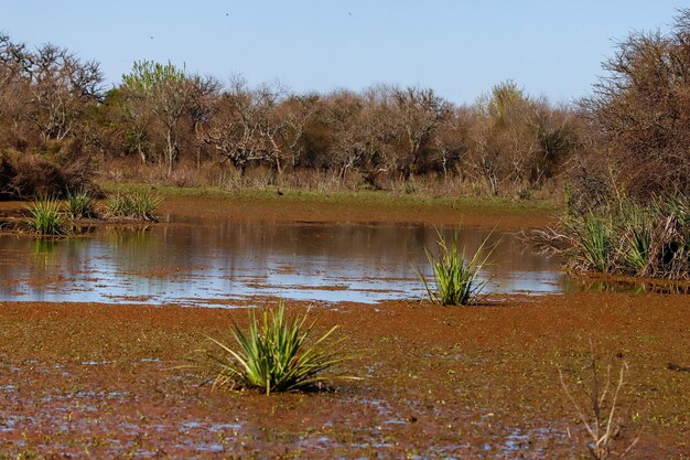 scene of lagoons and wetlands of argentina