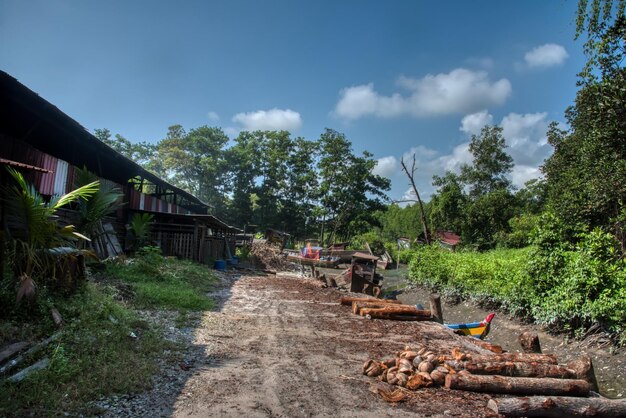 Photo scene of mangrove logs outside the charcoal factory shed