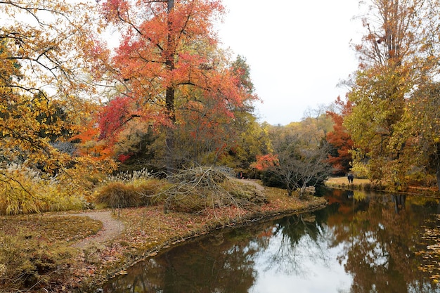 scène Mooi herfstpark Schoonheid natuurscène Herfstlandschap Bomen en Bladeren mist