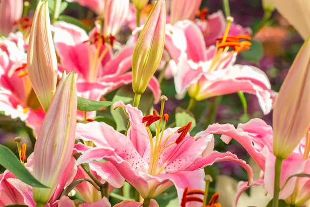 Photo scene of pink lily