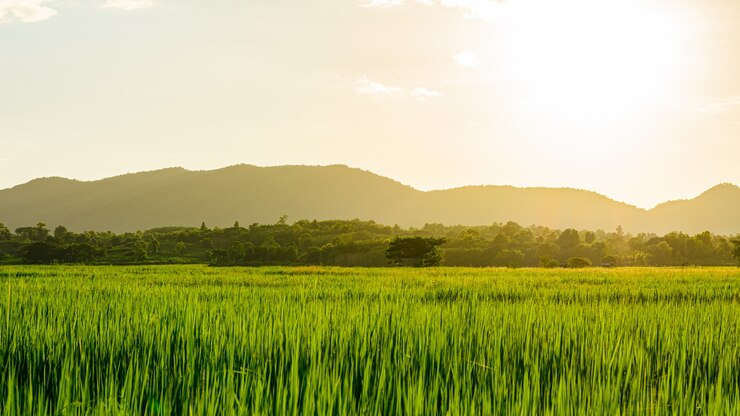 Photo タイ北部の夏の田んぼの夕焼けや日の出のシーン