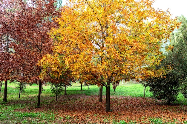 Scène van de herfst. Vallen. Bomen en bladeren in de zon