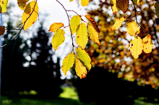 Scène van de herfst. vallen. bomen en bladeren in de zon