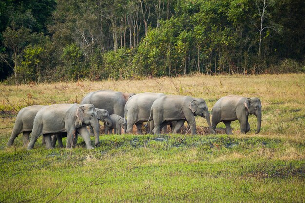 Scène van familie van olifanten bij het nationale park van khao yai, thailand