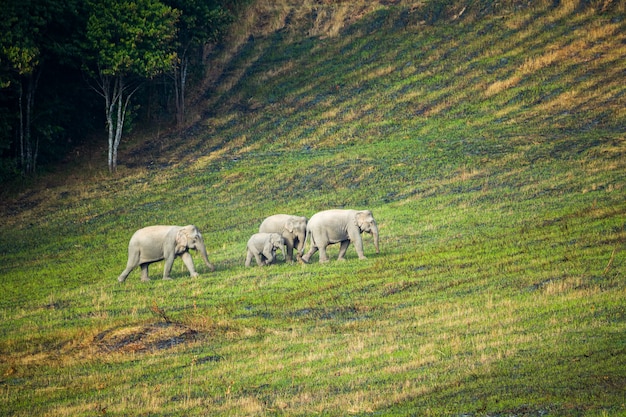 Scène van familie van olifanten bij het nationale park van khao yai, Thailand