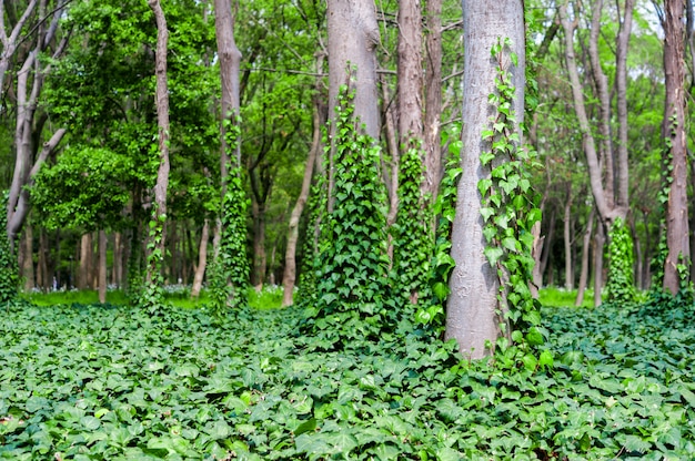 Scène van groen bos met bomen en klimop