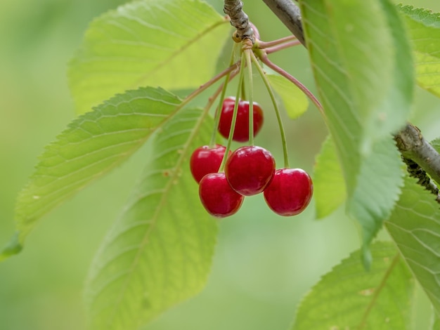 Scene with branch of natural cherry with ripe fruits