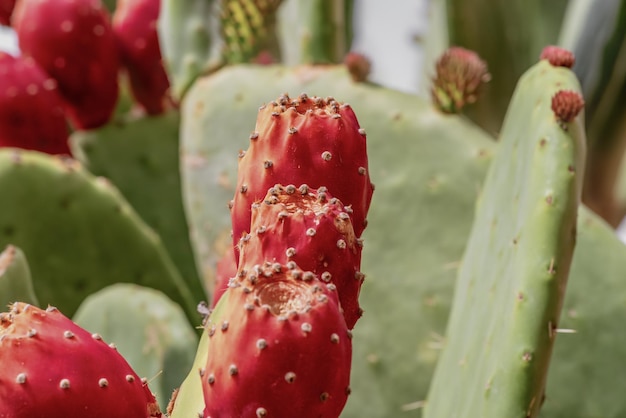 Сцена с колючей красной грушей натуральный кактус