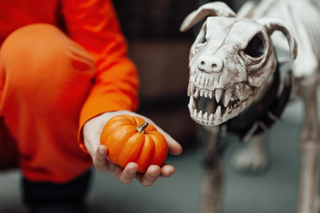 Scenery for all hallows eve in october season skeleton of fight dog breed Traditional halloween party decor like scary dogie skeleton of pit bull with spiked doggy collar on floor