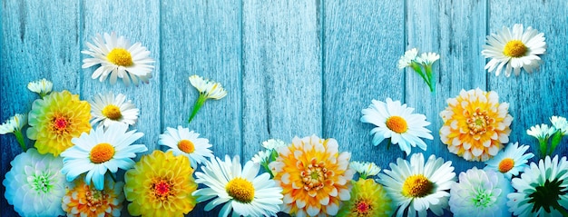 Scenery background of the natural blooming chamomile flower.