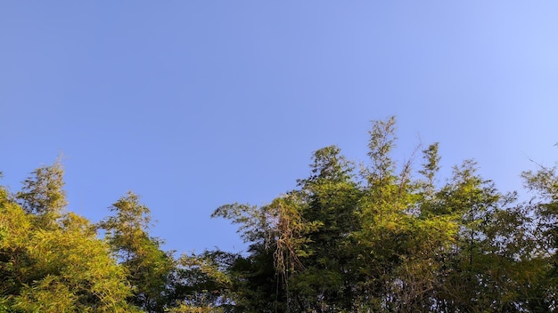 나무가 있는 푸른 하늘 벽지의 풍경