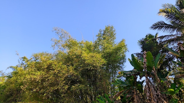 scenery of blue sky wallpaper with trees