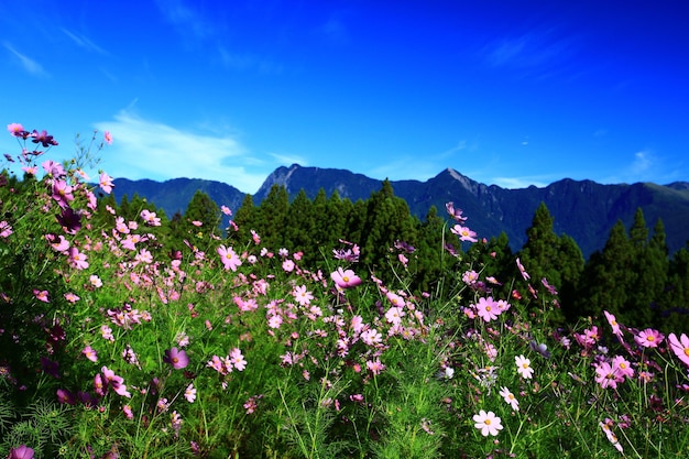 Scenery of Cosmos bipinnatus or Garden cosmos or Mexican aster flowers with mountains and blue sky