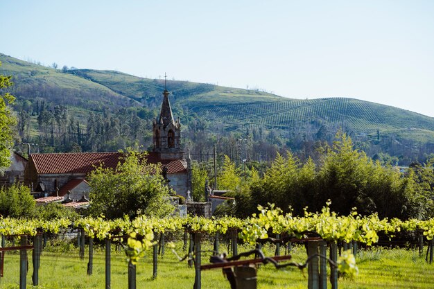 Scenery countryside view with green vineyard at summer time. Nature, travel and holidays concept. Panoramic view of beautiful church on small spanish village. Landscape in north of Spain, Galicia.