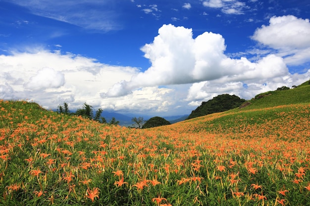 Scenery of Daylily or Hemerocallis fulva or Orange Daylily flowers with blue sky and white cloud