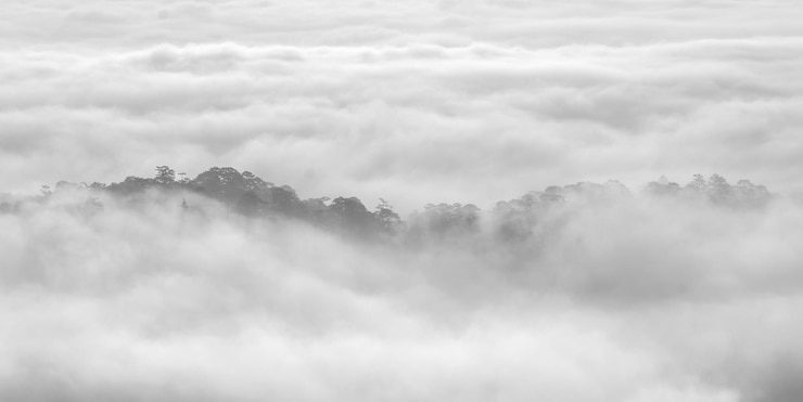 Photo scenery of an early morning with fog and trees at highland in da lat viet nam