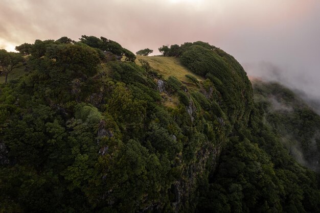 Scenery of foggy woods in sunset