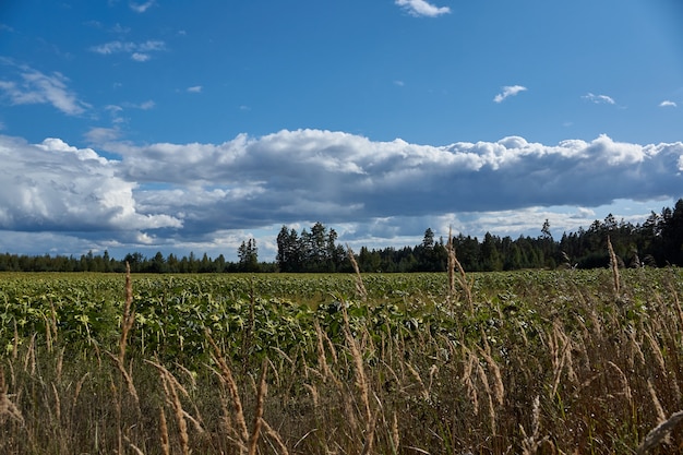 Scenery from a trip to the forest for mushrooms. September 2021.