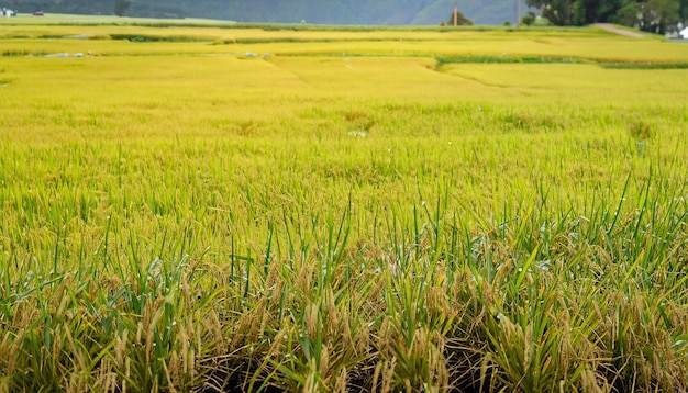 Пейзаж золотых рисовых полей Мягкий фокус пейзажа рисового поля с закатом