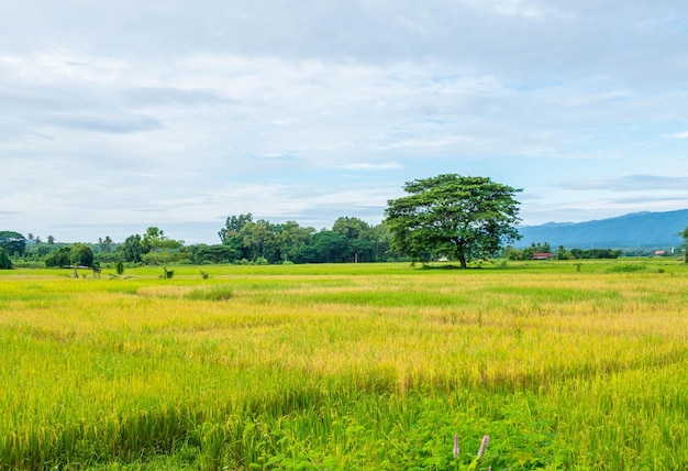 Scenery of harvested rice fields and sky