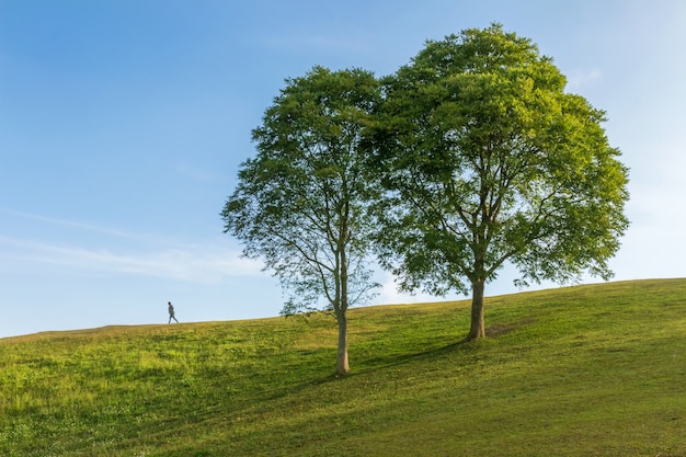 The scenery on the hill with two large trees