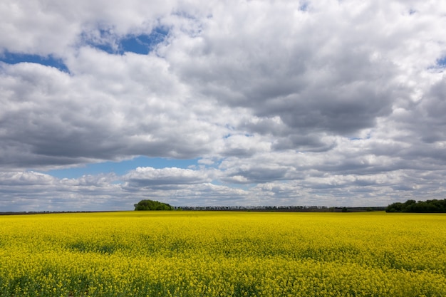 Scenery landscape of agricultural lands. Rapeseed fields are cultivated for vegetable oil for human consumption, forage, and biodiesel.