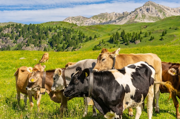 Foto paesaggio paesaggistico con bestiame sul pascolo verde