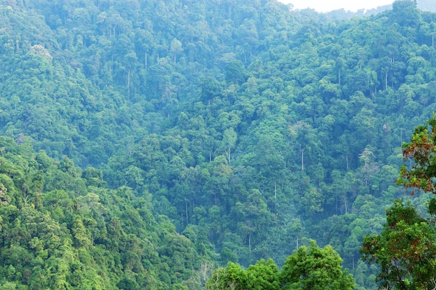 Scenery of the mountains in tropical rainforest Abundant nature in asia Thailand.