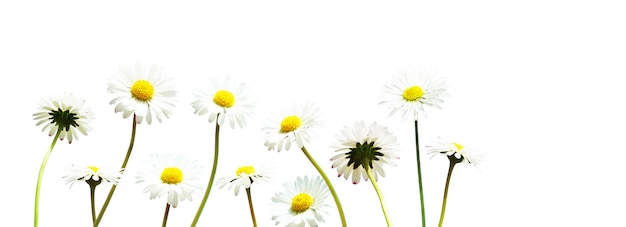 Scenery of the natural blooming chamomile flower.