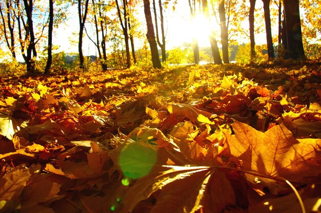 Scenery nature tree outdoors autumn sunlight forest no humans leaf autumn leaves