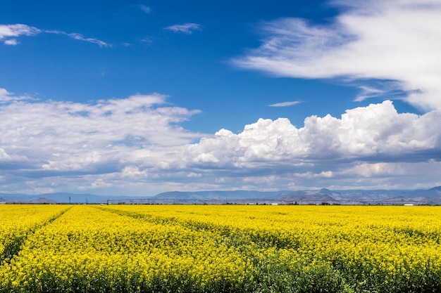 Scenery no humans sky outdoors cloud field day blue sky flower cloudy sky