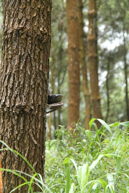 scenery in the pine forest