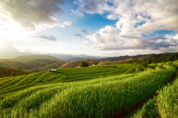 The scenery of rice field is the stage in October every year in Chiang Mai.