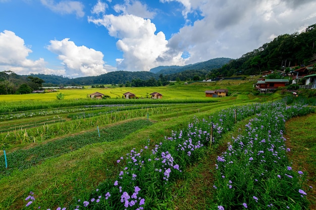 Scenery of rice terraces with homestay at Mae Klang Luang village