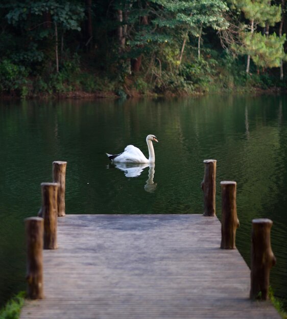 The scenery of the swan swimming at the Pang Oung lake Mae Hong Son Thailand