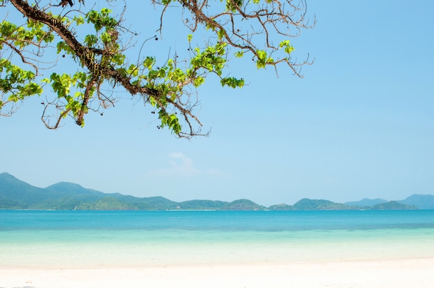 Spiaggia tropicale di paesaggio con il ramo di un albero